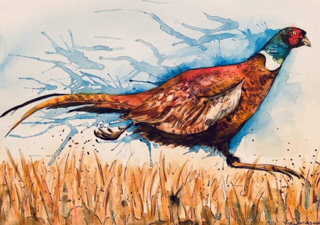 Watercolour pheasant
