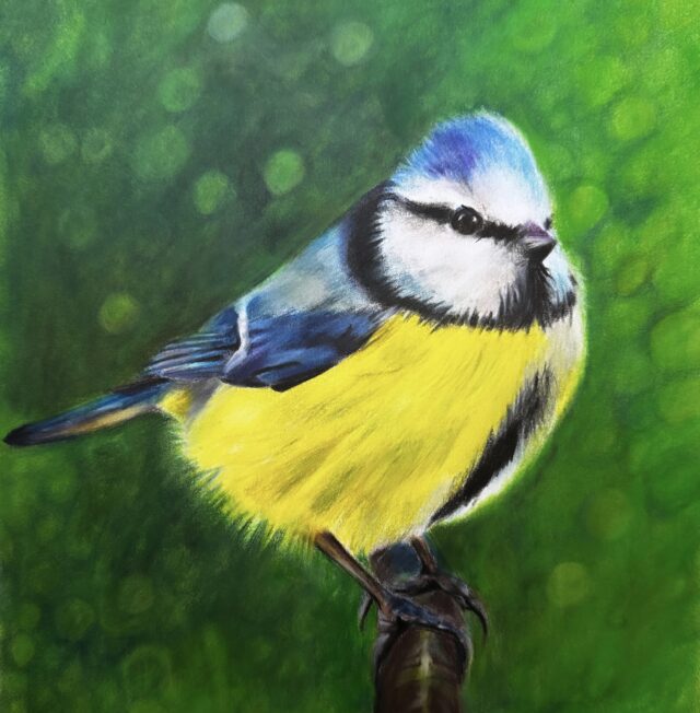 Blue Tit drawing with coloured pencil