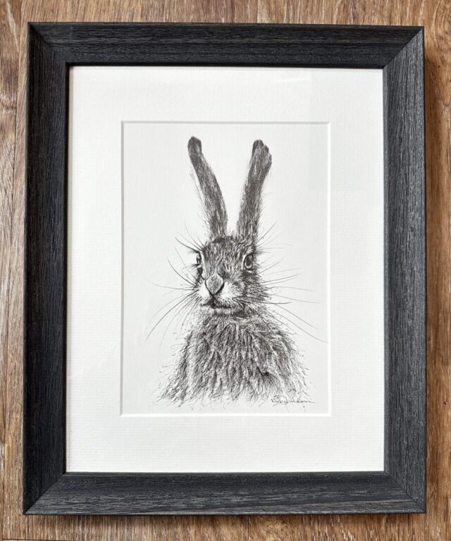 Ink Hare Drawing by Vicki Davidson